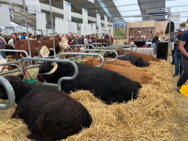 Vaches
                Highlands