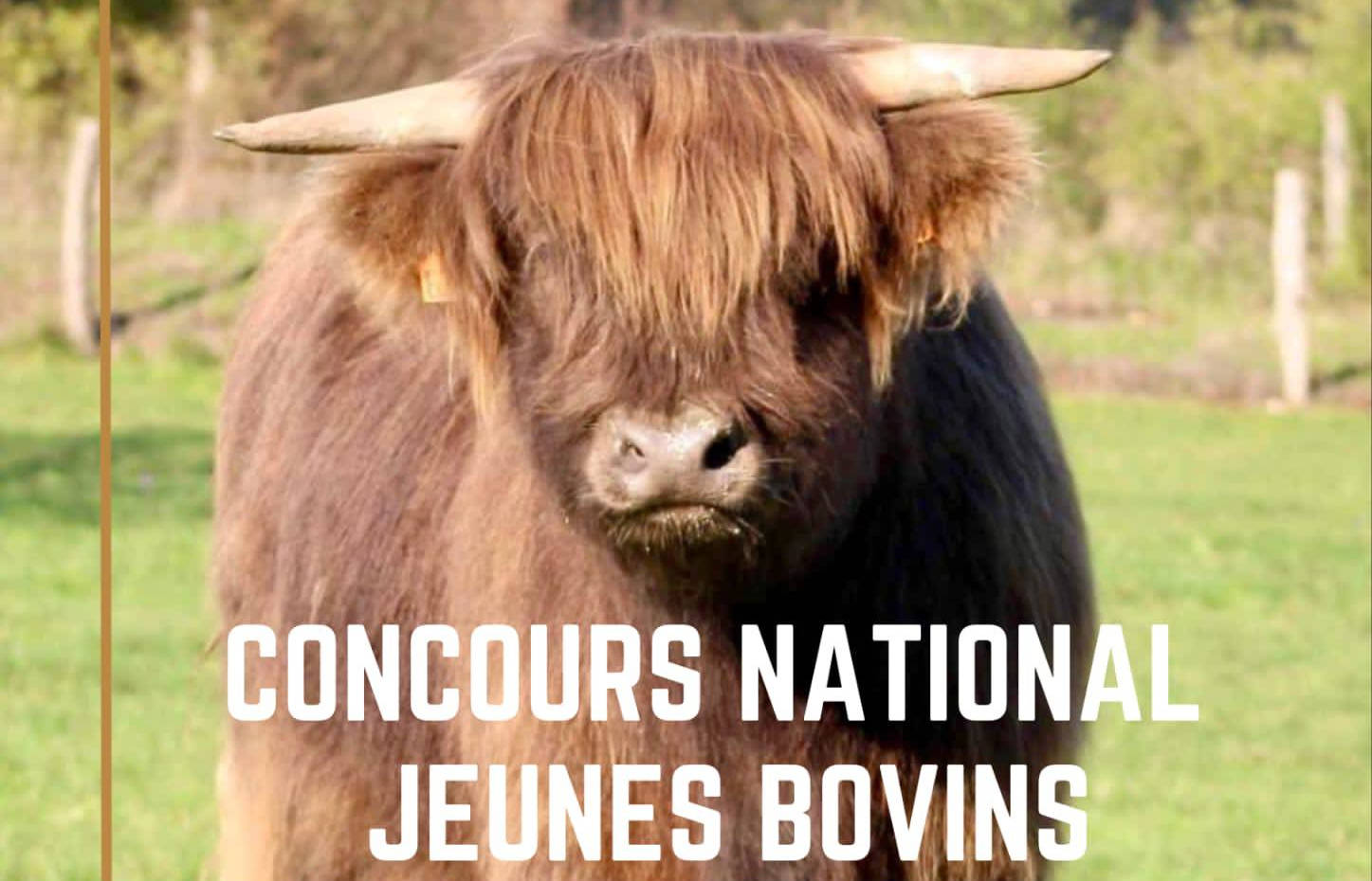 Concours
              Jeunes Bovins